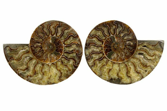 Cut & Polished, Agatized Ammonite Fossil - Madagascar #323408